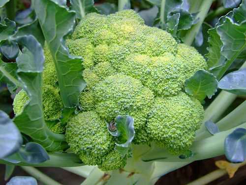 花钱补脑？吃这些天然食物可以变聪明哟！